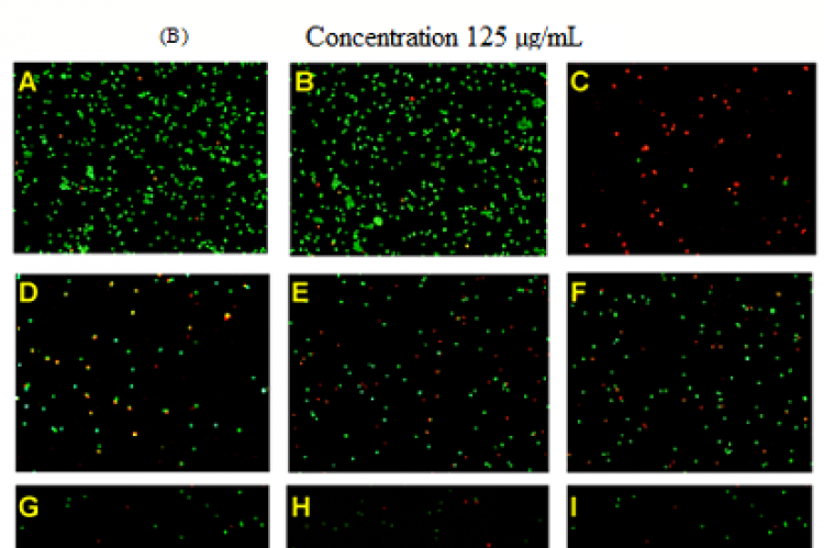 Figure 8: (A) Cell death assay performed at a concentration of the 125 μg/mL within 48 hr