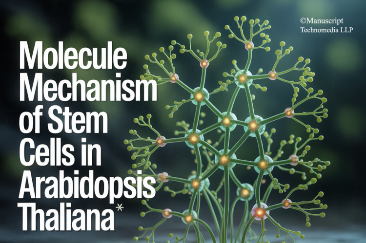 Molecule Mechanism of Stem Cells in Arabidopsis thaliana