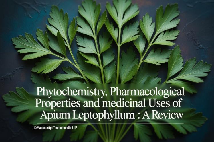 Phytochemistry, Pharmacological Properties and Medicinal Uses of Apium leptophyllum: A Review