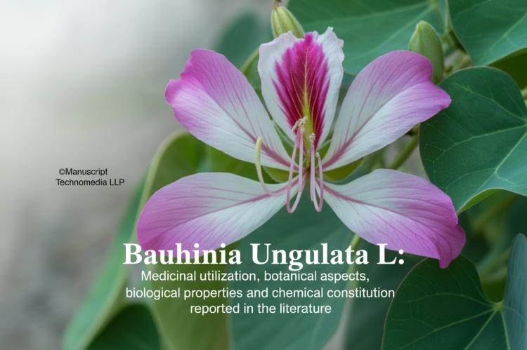 Bauhinia ungulata L.: Medicinal Utilization, Botanical Aspects, Biological Properties and Chemical Constitution Reported in the Literature