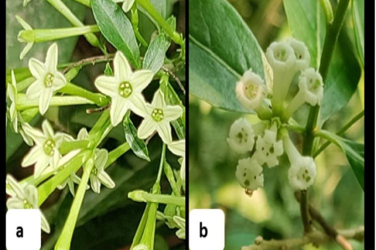 Flowers of (a) C. nocturnum and (b) C. diurnum