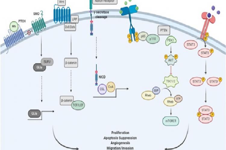 Signaling pathways involved in CSCs survival, maintenance and self-renewal