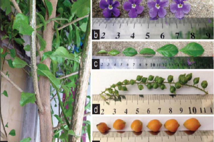 Gross morphology of Duranta erecta  (a) stems,  (b) flowers, (c) leaves, (d) immature fruits, and (e) mature fruits