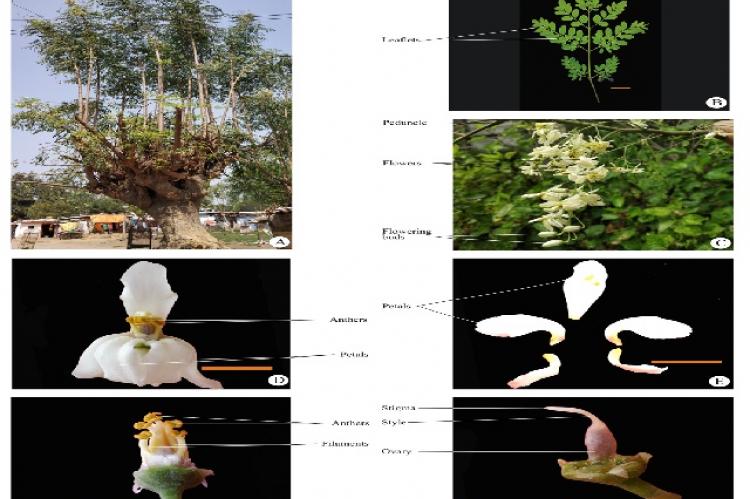 Moringa oleifera Lam. A. Habit of the plant; B. Leaf; C. Inflorescence; D. Flower; E. Petals; F. Stamens; G. Style and stigma