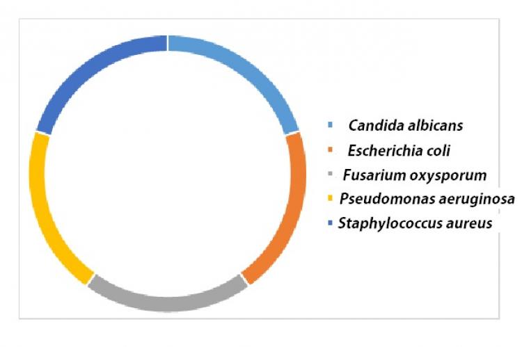 Species most commonly used in the evaluation of antimicrobial activities