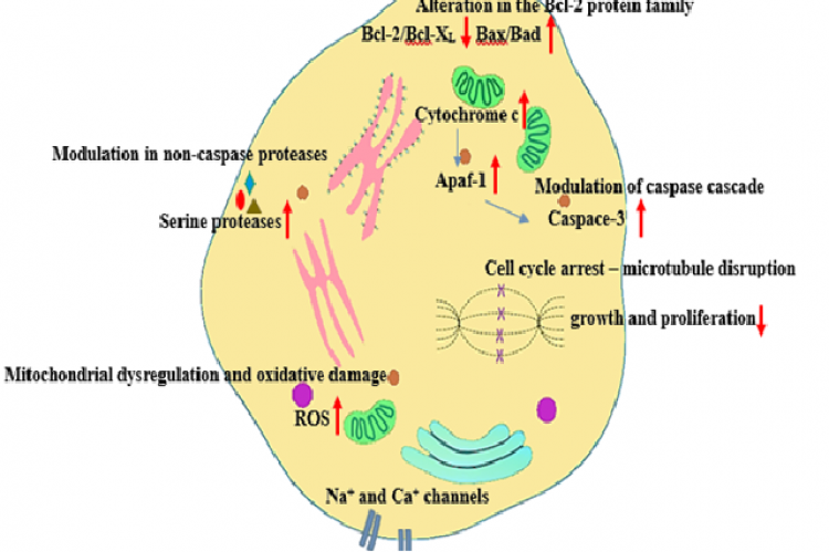 Pathways used by cyanobacterial metabolites to induce apoptosis in cancer cells.