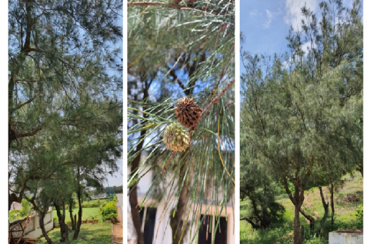 Ausralian pine tree with its parts.