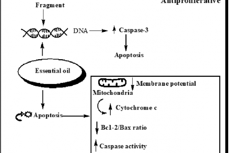 Anti-proliferative action of essential oil in cancer inhibition.