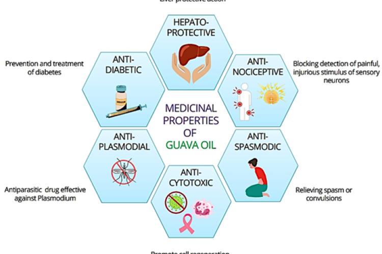 Descriptive representation of medicinal properties of Guava oil