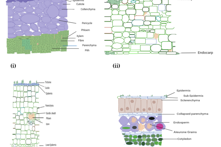 (i) Transverse section of Pedicle. (ii) Transverse section of Pericarp (Fruit wall). (iii) Transverse section of calayx. (iv) Transverse section of Seed.