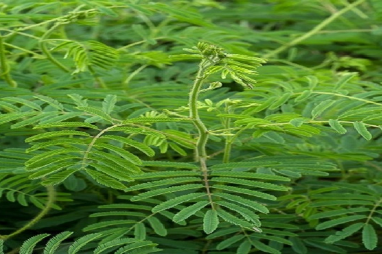 Acacia catechu plant