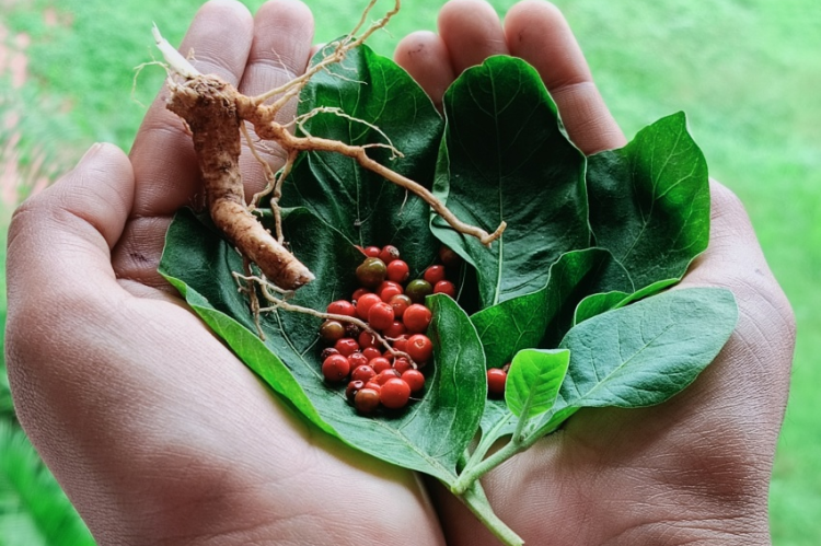 Withania somnifera Fresh leaves, fruits, roots