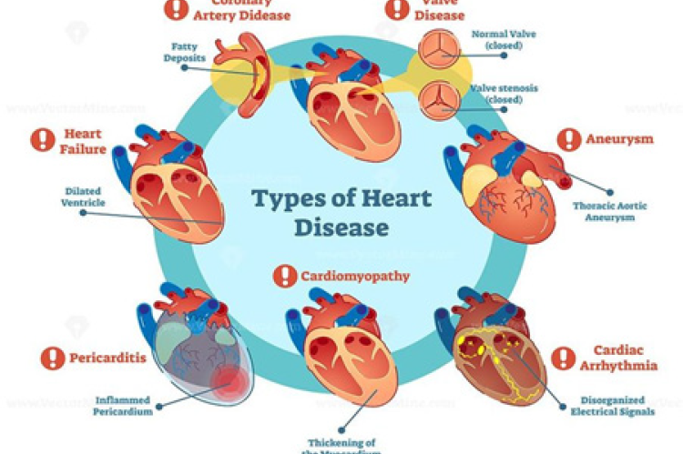 the various anomalies associated with the cardiovascular system.[