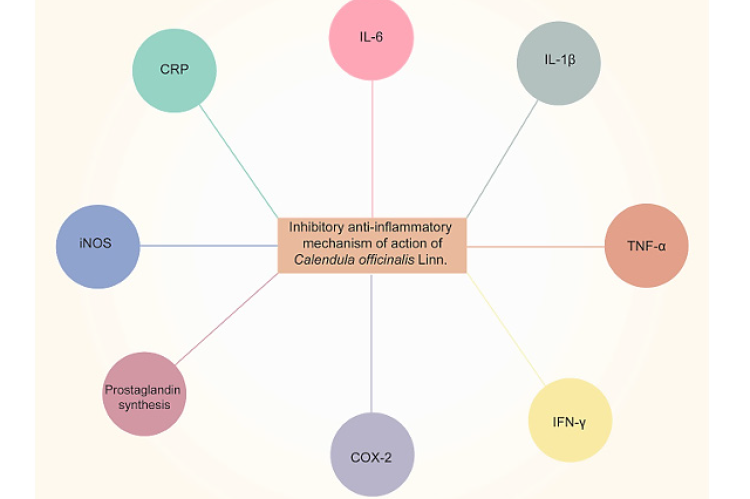 Anti-inflammatory effects of Calendula officinalis Linn by inhibiting pro-inflammatory cytokines