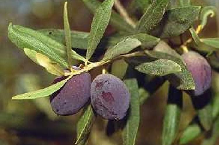 Branch with ripe olives