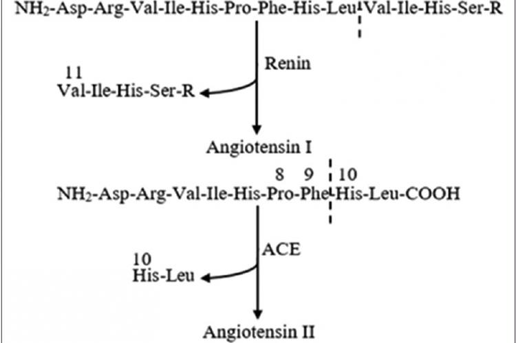 Scheme of angiotensin II formation by angiotensin‑converting enzyme