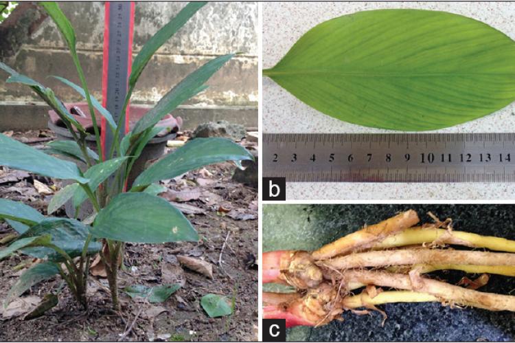 The morphology of Boesenbergia rotunda (a) stems, (b) leaves, and (c) rhizomes
