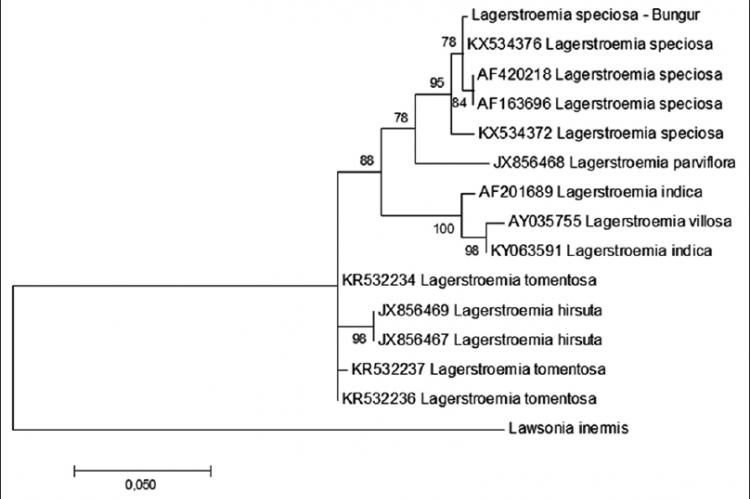 Molecular phylogenetic analysis of Bungur as compared to related Lagerstroemia species by maximum likelihood method