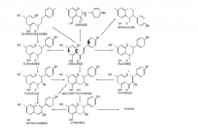 Different classes of flavonoids and their possible interchangeability