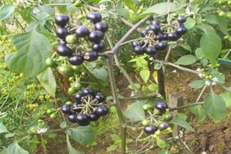 Whole plant of Solanum nigrum