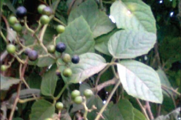 Major phytochemical constituents of H. spinosa
