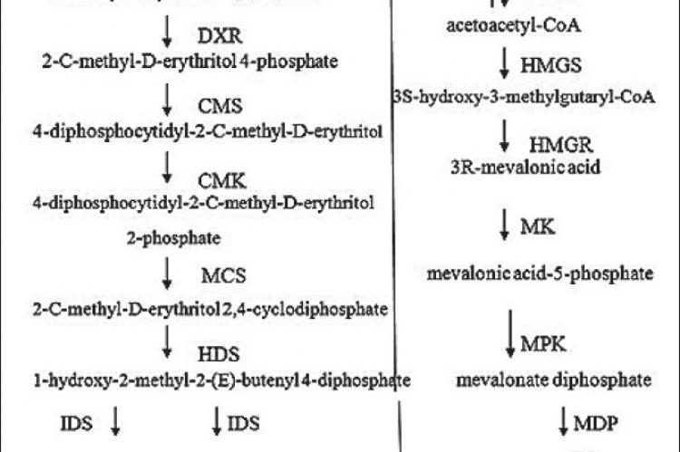 The formation of FPP via both MVA and non-MVA pathways and regulatory enzymes