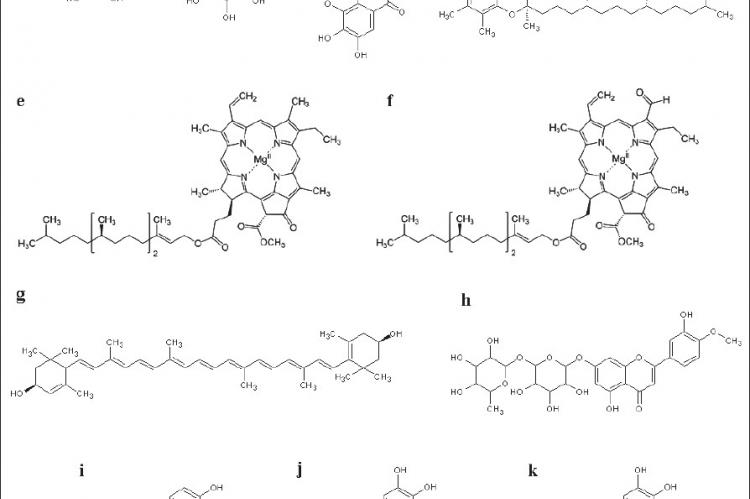 Chemical structures of molecules with antioxidant potential identified in T. ferdinandiana