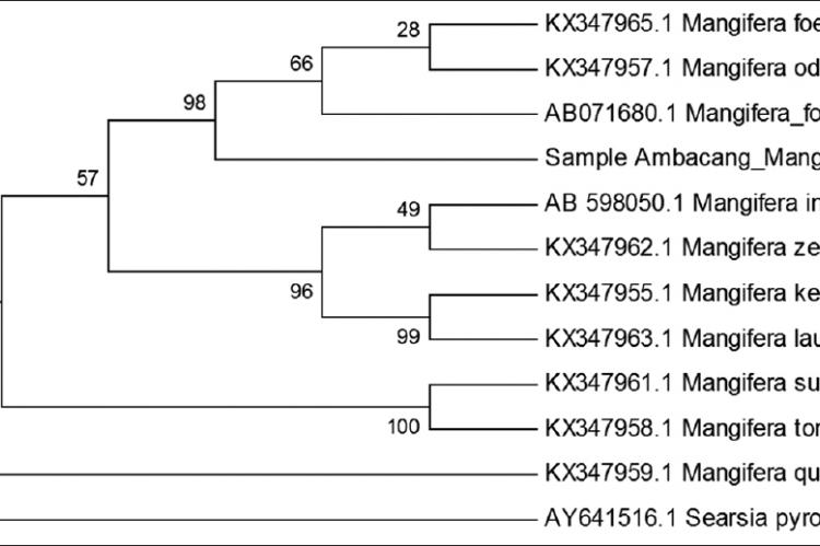 Molecular phylogenetic analysis of Mangifera from Sumatra,