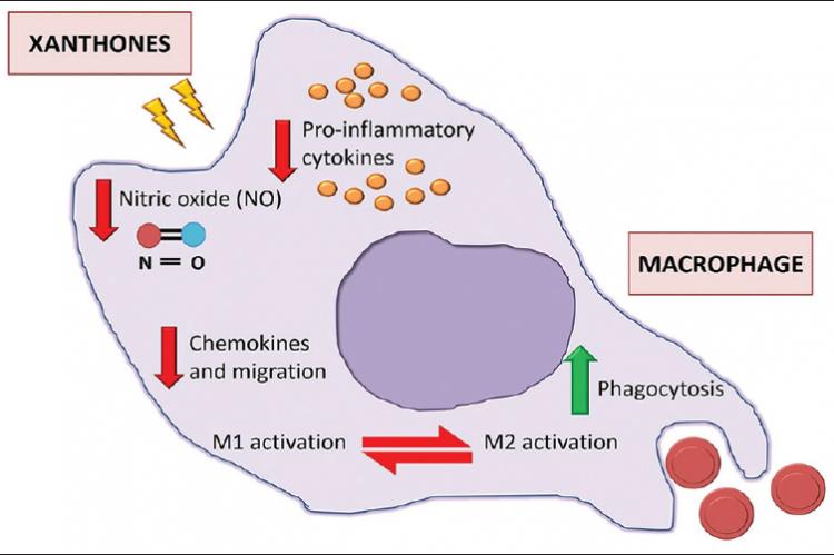  A summary of the effect of xanthones on macrophage functions