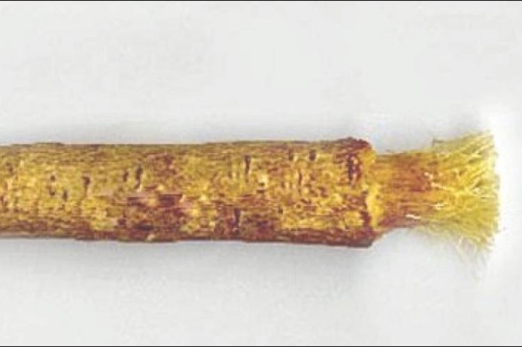 Salvadora persica (chewing stick)