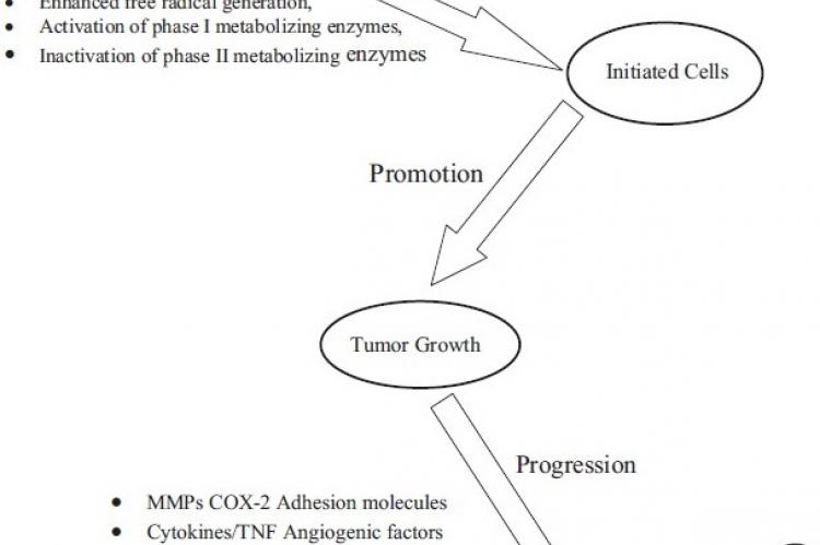 Three stages of cancer development and progression