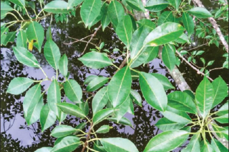Branch of Excoecaria agallocha L. showing leaves and twigs (Sundarban, October 2015)