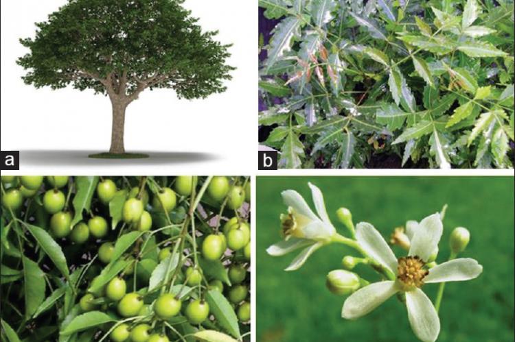 Neem tree and its different parts (Courtesy: Google images). (a) Neem tree, (b) Neem leaves, (c) Neem seeds, (d) Neem flower