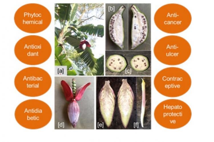 Pharmacological properties of Musa balbisiana and its different parts