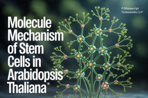 Molecule Mechanism of Stem Cells in Arabidopsis thaliana