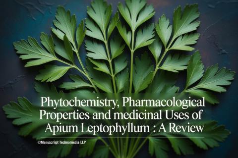Phytochemistry, Pharmacological Properties and Medicinal Uses of Apium leptophyllum: A Review