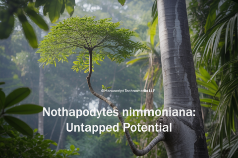 Nothapodytes nimmoniana: Untapped Potential
