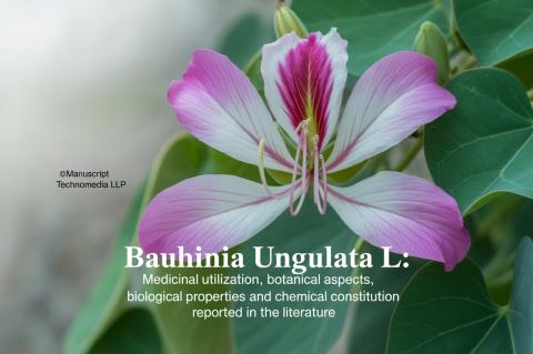 Bauhinia ungulata L.: Medicinal Utilization, Botanical Aspects, Biological Properties and Chemical Constitution Reported in the Literature
