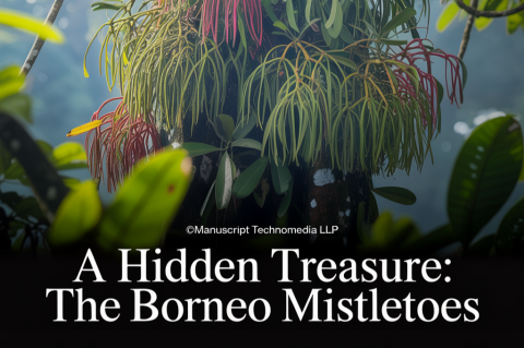 A Hidden Treasure: The Borneo Mistletoes