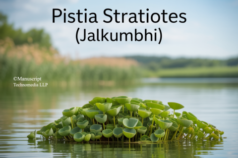Pistia stratiotes (Jalkumbhi)