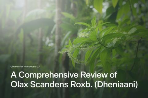 A Comprehensive Review of Olax scandens Roxb. (Dheniaani)