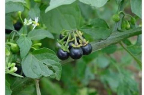 Different parts of a selected plant that has medicinal values.