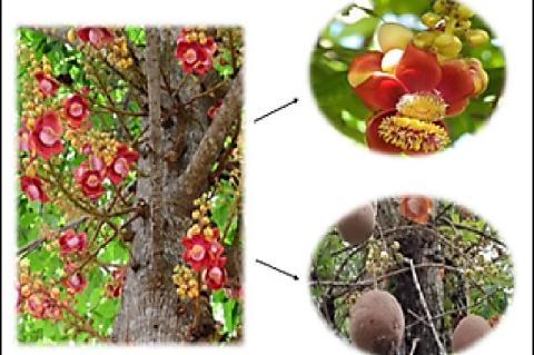 Representation of Couroupita guianensis plant with Fruits and flower