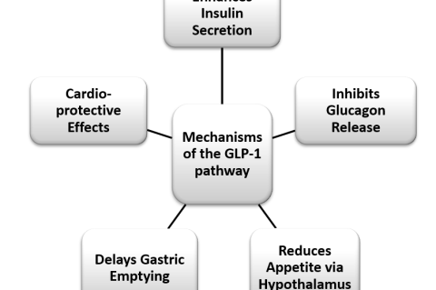 Mechanisms of the GLP-1 pathway.