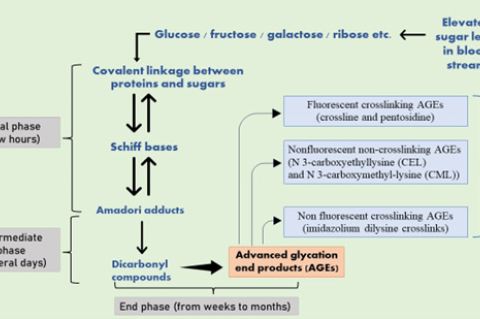 Biochemical reaction cascade for the occurrence of AGEs: Advanced Glycation End products (AGEs), that are hazardous adducts, are finally formed by the three consecutive non-enzymatic processes. The fluorescence properties and crosslinking behavior of the produced AGEs are used to categorize them