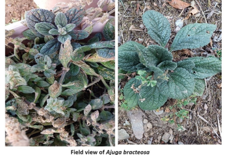 Ajuga bracteosa (Whole plant).