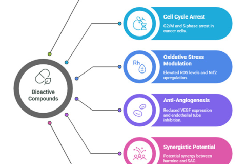 Schematic illustration of the anticancer mechanisms of bioactive compounds derived from Peganum harmala and Black Garlic. These include apoptosis induction, cell cycle arrest, oxidative stress modulation, anti-angiogenesis, synergistic interactions, and epigenetic modulation