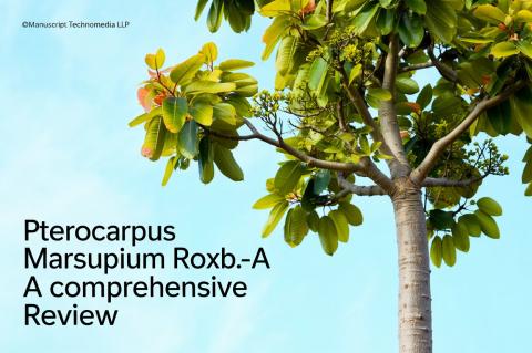 Pterocarpus marsupium Roxb.-A Comprehensive Review