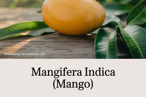 Mangifera Indica (Mango)
