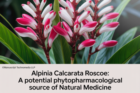 Alpinia calcarata Roscoe: A Potential Phytopharmacological Source of Natural Medicine